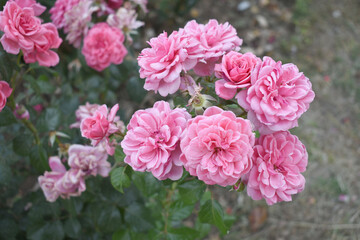 Beautiful pink rose flower closeup in garden, A very beautiful pink yellow rose flower bloomed on the rose tree, Rose flower closeup, bloom flowers, Natural spring flower floral background