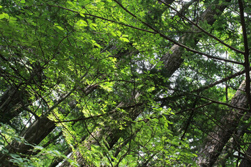 Tree branches with beautiful bright leaves lit by the sunlight in summer. Trees with lush green leaves in natural forest background.