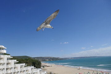A majestic seagull Larus cachinnans soars gracefully through a vibrant sky, its wings extended wide