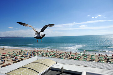 A majestic seagull Larus cachinnans soars gracefully through a vibrant sky, its wings extended wide