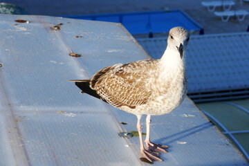 One larus cachinnans gull on a tin roof ooking  looking forward 
една