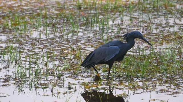 black heron, umbrella bird, egretta ardesiaca, in shallow water forms wings like an umbrella 131