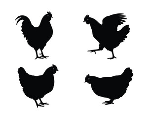 Four black silhouettes of domestic chickens including a rooster and hens in various poses on a white background