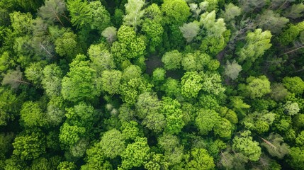 Naklejka premium Fresh Produce & Country Scenery: Broccoli/Cabbage/Lettuce Ingredients, Rural Valleys & Spring Forest Views