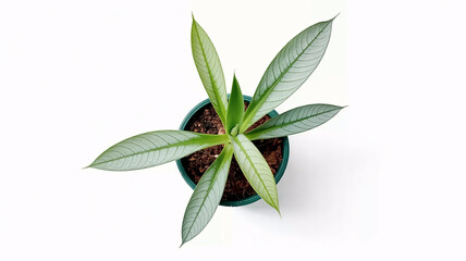 Stunning potted plant with vibrant green leaves and intricate silver veining, perfect for modern decor and botanical inspiration