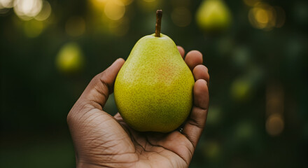 A hand holding a ripe pear