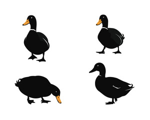 Four distinct poses of a cute black duck with yellow beak and orange legs isolated on a clean white background