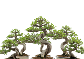 Miniature bonsai trees with gnarled trunks and vibrant green leaves in unglazed ceramic pots, on a seamless transparent studio background with soft lighting, concept of natural artistry
