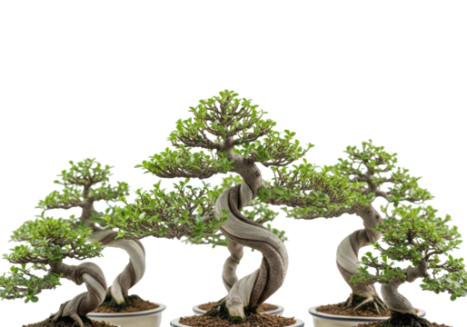 Miniature bonsai trees with gnarled trunks and vibrant green leaves in unglazed ceramic pots, on a seamless transparent studio background with soft lighting, concept of natural artistry