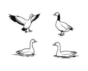 Collection of four hand drawn sketch illustrations of geese in various poses including flying landing and swimming on a white background