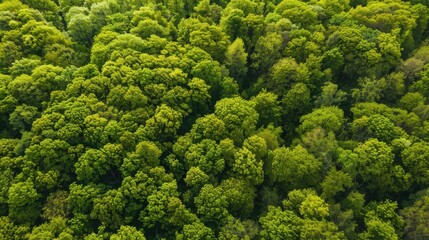 Naklejka premium Fresh Produce & Country Scenery: Broccoli/Cabbage/Lettuce Ingredients, Rural Valleys & Spring Forest Views