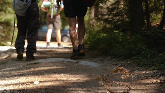 
Three hikers returns to the parking lot from a route along a shady path in the evergreen mountains forest on a bright sunny, summer day.