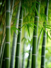 Fototapeta premium Bamboo forest