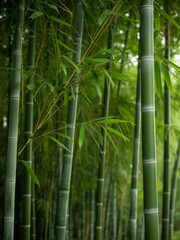 Fototapeta premium Bamboo forest