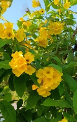 Yellow Flower with Insect in Natural Sunlight