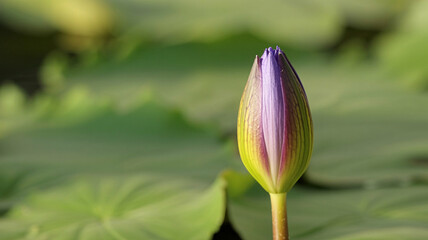 Captivating purple water lily bud awaits blooming in soft sunlight, a symbol of purity and rebirth in a serene nature setting