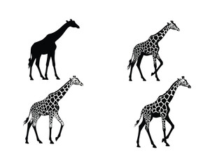 Obraz premium Four distinct giraffe illustrations in silhouette and detailed pattern showing walking poses on a clean white background