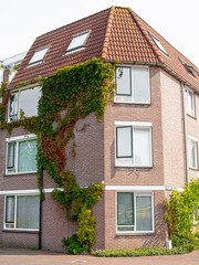 Dutch brick residential corner house with ivy climbing facade in Leiden, Netherlands