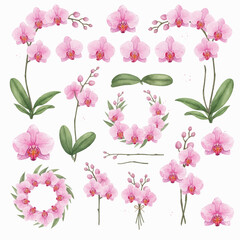 watercolor orchid collection vector element