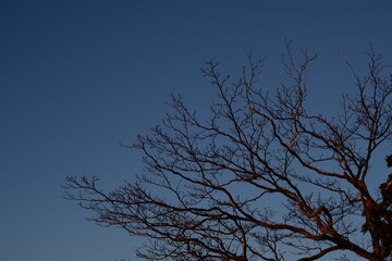 木の枝
branch sky
