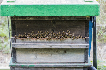 Bees and their hive