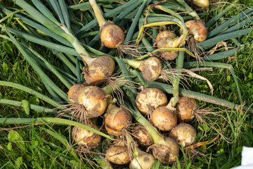 Freshly harvested onions lie on the ground, with their long green stalks spread out. Captured in a...