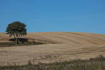 Sk&aring;ne landscape after harvest time
