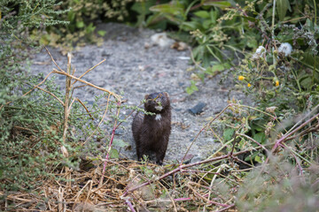 Mink at the beach