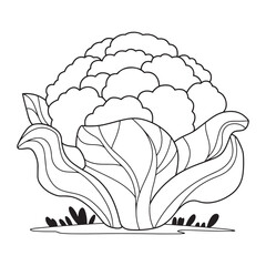 Fluffy Cartoon Cauliflower Head with Wavy Leaves Line Art Drawing for Healthy Food Coloring Book