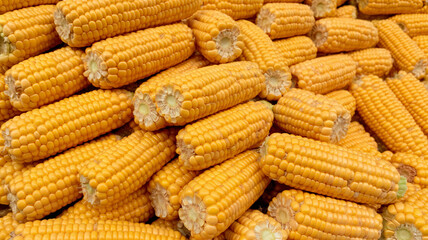 Freshly harvested sweet corn piled high, a vibrant symbol of autumn abundance and healthy eating for culinary projects and seasonal promotions