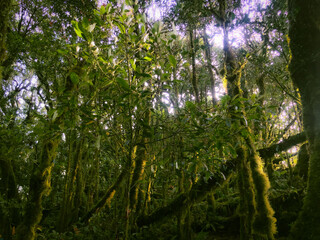 Fototapeta premium Meratus Mountains Highland Forest Floor, Tropical Rainforest of Borneo, Indonesia.