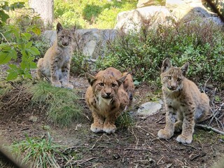 Luchs im Wald
