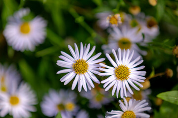 Fototapeta premium Selective focus of small white flowers of Symphyotrichum, Herbaceous annual and perennial plants in the composite family that were formerly treated within the genus Aster, Natural floral background.