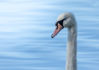 Fototapeta premium swan on the water