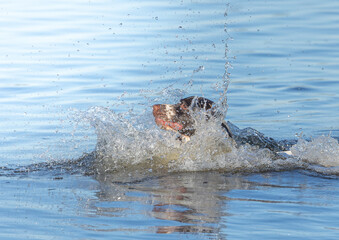 Fototapeta premium dog playing in water