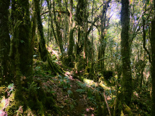Meratus Mountains Highland Forest Floor, Tropical Rainforest of Borneo, Indonesia.
