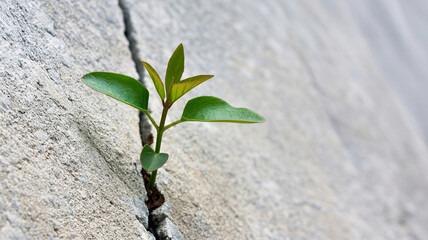 Resilient green sprout pushes through concrete crack, symbolizing hope and new beginnings in harsh environments.