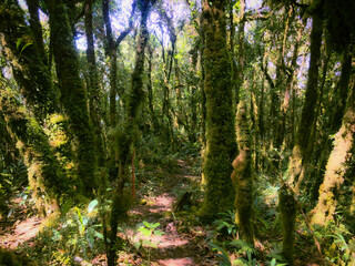 Meratus Mountains Highland Forest Floor, Tropical Rainforest of Borneo, Indonesia.