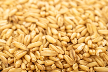 Raw dry oatmeal, close-up.