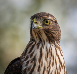 determined-looking young Cooper's Hawk. 