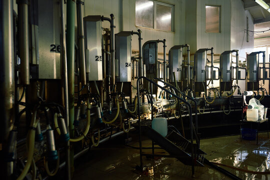 Rotary milking parlor during the process of cleaning: floor is wet and equipment is covered with drops of water. Trash bag filled with garbage and containers with water seen on the background. 
