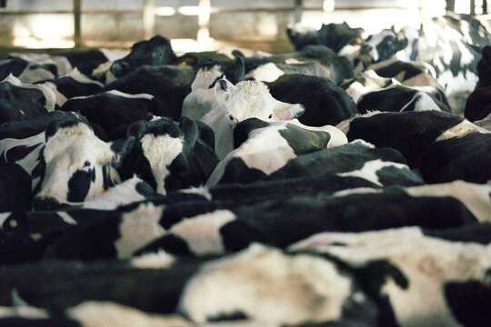 Interior of cattle shed illuminated with bright sunlight coming through windows. Crowd of black and white dairy cows waiting for hay and water, some of them looking away thoughtfully.