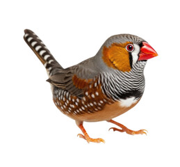 Fototapeta premium Zebra finch bird isolated cutout transparent PNG