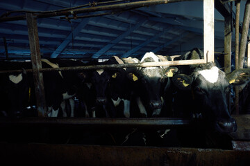 Crowd of black and white milk cows with ear tags standing close to watering trough and looking at camera with big black eyes.