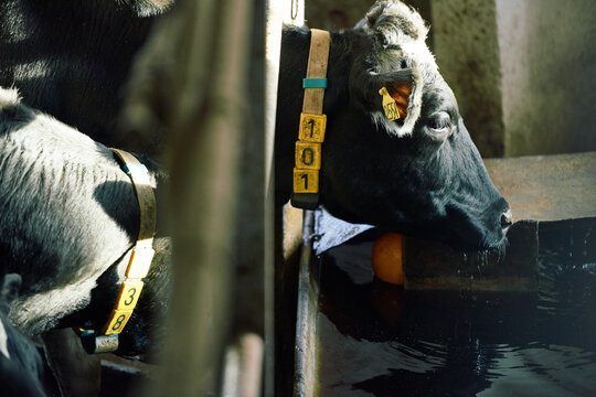 Profile view of black and white dairy cow with big sad eyes bending down to watering trough in order to drink while the other one  trying to distract it. 