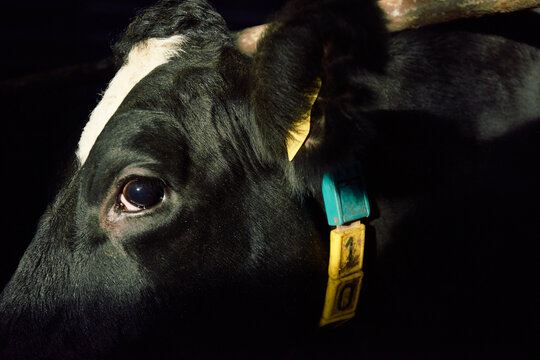 Extreme close-up of brooding black eye of Holstein cow standing in profile against black background. Its ears decorated with tags and neck with yellow collar. 