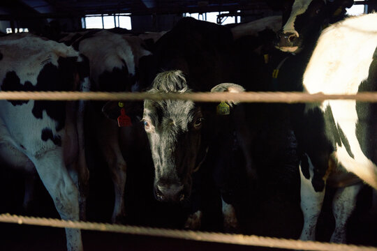 Dark gloomy cowshed with dairy cattle slightly illuminated with daylight. Black cow muzzle with sad big eyes seen on the foreground.