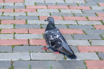 Pigeons Walking on Stone Pavement