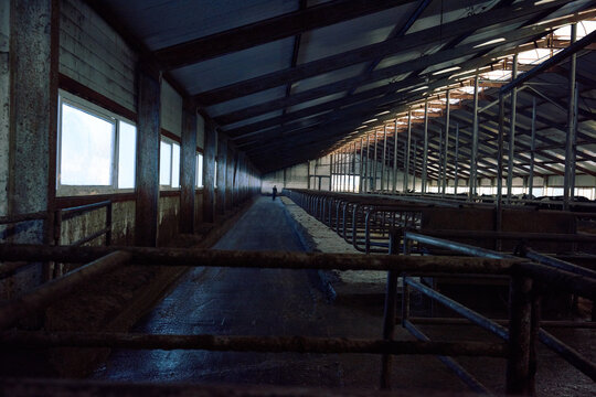 Large cowshed. Empty stalls with hay in the foreground, cows standing in the back and cleaning man working in the distance. Roof slightly illuminated by sunlight.
