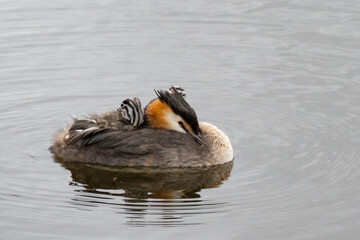 Grebe with two young ones on his back